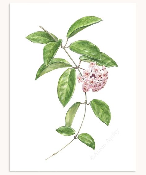 Hoya Carnosa Tattoo, Hoya Plant Tattoo, Hoya Drawing, Hoya Tattoo, Hoya Memoria, Plant Reference, Hoya Plant, Hoya Carnosa, Epipremnum Pinnatum