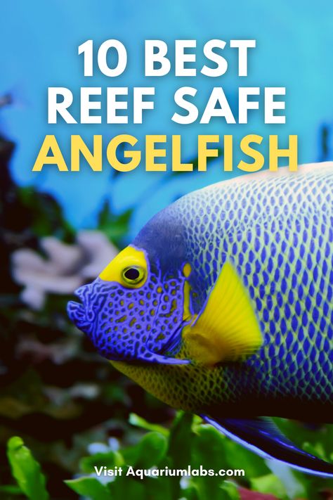 Reef Tanks, Reef Tank Design, 20 Gallon Reef Tank, Reef Safe Fish, Shallow Reef Tank, Coral Reef Aquarium Saltwater Tank, Macroalgae Reef Tank, Reef Tank, Angel Fish