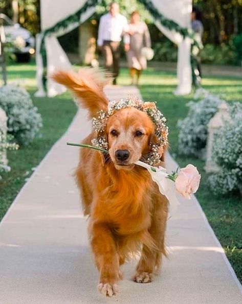 Pony Boy, Dream Beach Wedding, Dream Wedding Decorations, Theme Nature, Dream Wedding Venues, Stay Golden, Wedding Pets, Dream Wedding Ideas Dresses, Future Wedding Plans