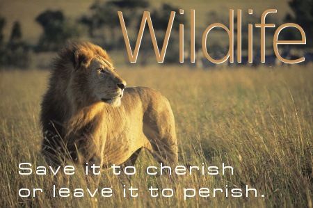 Save Wildlife Slogans, Wildlife Quotes, Animal Photography Wildlife, Travel Drinks, Tatjana Patitz, Save Wildlife, Save The Environment, Save Nature, Awesome Animals