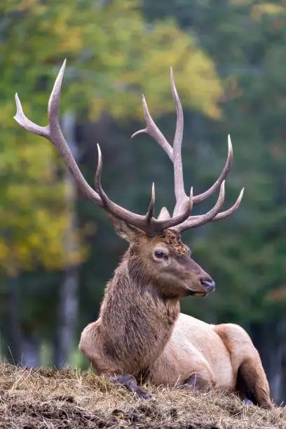 Stag Elk Calling - Free photo on Pixabay - Pixabay Animal Photography Aesthetic, Elk Aesthetic, Elk Reference, Elk Images, Totem Ideas, Elk Pictures, Elk Photo, Yellow Board, Bull Elk