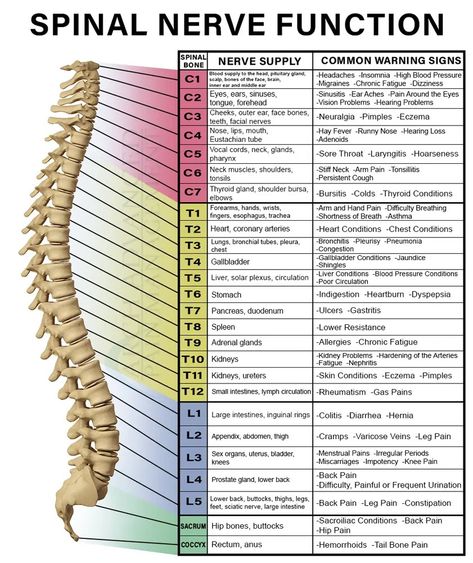 Spinal Nerve Function - Spinal Nerve Chart Spinal Nerve Function Chart, Spinal Nerve Function, Natural Remedies For Nerve Damage, Network Spinal Analysis, Spinal Nerves Anatomy, Nerve Anatomy, Spine Problems, Body Mapping, Spinal Nerve