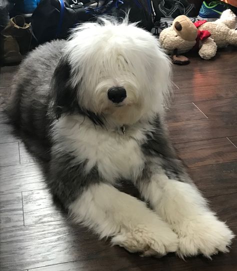 Irish Sheep Dog, Old Sheep Dog, Old English Sheep Dog, English Sheep Dog, English Sheepdog Puppy, Old English Sheepdog Puppy, Sheep Dogs, Sheep Dog, English Sheepdog