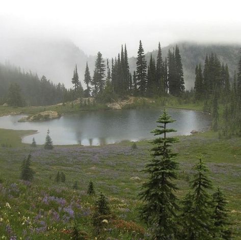 Image Swag, Mount Rainier National Park, Rainier National Park, Nature Aesthetic, Pretty Places, Green Aesthetic, Mother Earth, Cottage Core, Pretty Pictures