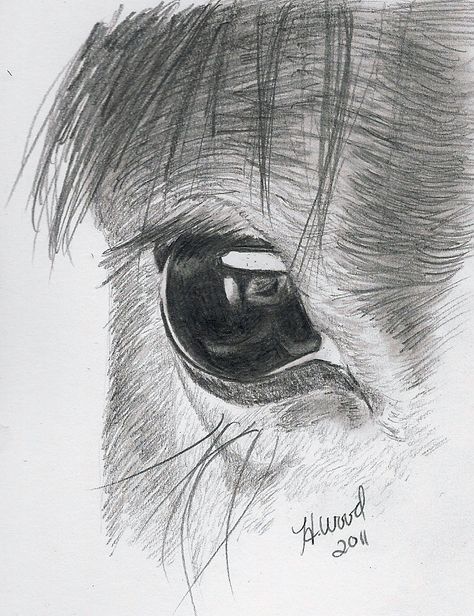 Horse Sketches, Eye Pencil Drawing, Horse Art Drawing, Realistic Eye Drawing, Horse Sketch, Drawing Eye, Horse Eye, Black And White Art Drawing, Horse Face