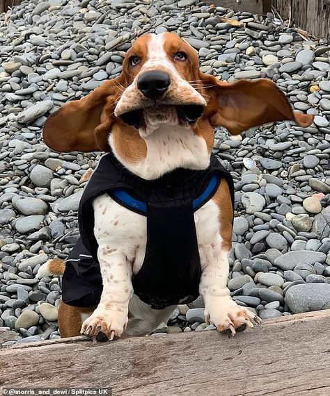 Weather's a bit ruff! Hilarious pics show Basset Hound in a breeze Basset Hound Funny, Mobile Vet, We Rate Dogs, Disabled Dog, Basset Hound Dog, Bassett Hound, Weather Report, Silly Animals, Basset Hound