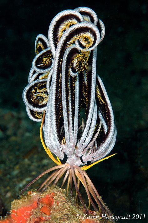 Crinoid (Feather Star) - Anilao, Philippines | Flickr - Photo Sharing! Deep Water Animals, Strange Sea Creatures, Philippines Nature, Feather Star, Marine Invertebrates, Creature Marine, Fauna Marina, Water Creatures, Life Under The Sea