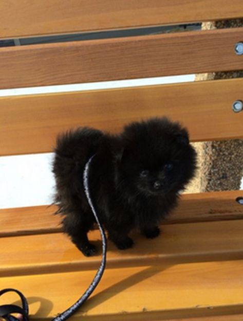 Black Pomeranian Puppy, Black Pomeranian Puppies, Baby Pomeranian, Spitz Pomeranian, Black Pomeranian, Dog Mommy, Cute Pomeranian, Cat Pictures, Blue Merle