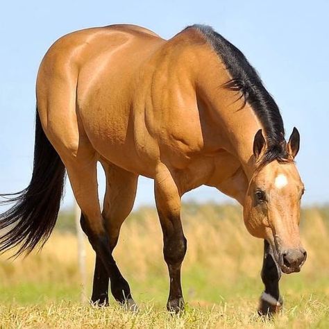 O Quarto de Milha ® on Instagram: “Fisher Dandy Flyer  #quartodemilha #quarterhorse #quarterhorses #quarterhorsesofinstagram #americanquarterhorse #quartistas #quartista…” Aqha Stallion, Horses Photography, Buckskin Horse, Horse Markings, Gorgeous Horses, Quarter Horses, American Quarter Horse, Most Beautiful Horses, Majestic Horse