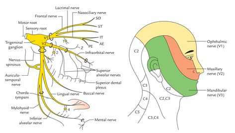 Trigeminal Nerve: Distribution Trigeminal Nerve Branches, Anatomy Of The Neck, Maxillary Nerve, Trigeminal Nerve, Nerve Anatomy, Facial Nerve, Nerve Fiber, Spinal Nerve, Cranial Nerves