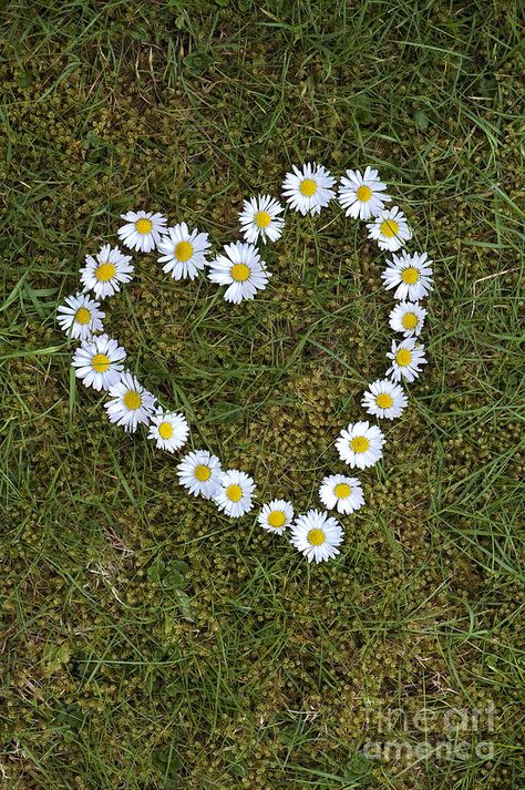 Daisy Heart, Bohemian Girls, Android Wallpaper Flowers, Wallpaper Flowers, Serious Relationship, Flower Heart, All Love, Android Wallpaper, Love Is All