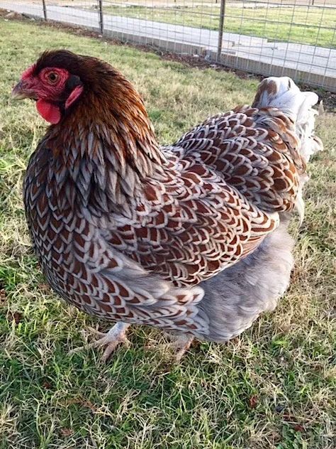 blue laced red wyandotte Blue Laced Red Wyandotte, Urban Chicken, Wyandotte Chicken, Urban Chicken Farming, Barred Rock, Animals Information, Fancy Chickens, Urban Chickens, Beautiful Chickens