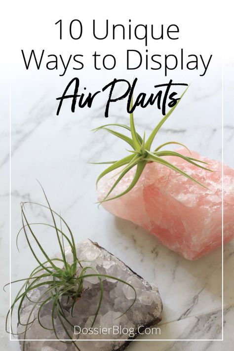 10 Unique Ways to Display Air Plants - Dossier Blog Air Plant Art, Air Plants Diy, Air Plant Garden, Plant Display Ideas, Air Plants Decor, Air Plants Care, Plant Crafts, Air Plant Display, Tillandsia Air Plant