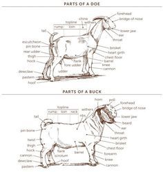 Anatomy of doe and buck- goats 4h Goats, Livestock Judging, Keeping Goats, Goat Health, Show Goats, Raising Farm Animals, Goat Care, Goat Barn, Boer Goats