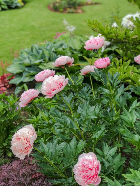 Etched Salmon Peony, Plant Combinations, Private Garden, Etching, Front Yard, Peonies, Garden Design, Photo Sharing, Yard