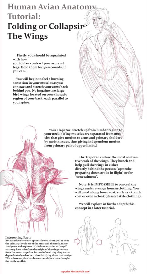 Anatomy Notebook, Wing Anatomy, Human Wings, Winged People, Bird People, Wings Drawing, Wings Art, Metallic Sandals, Anatomy Reference