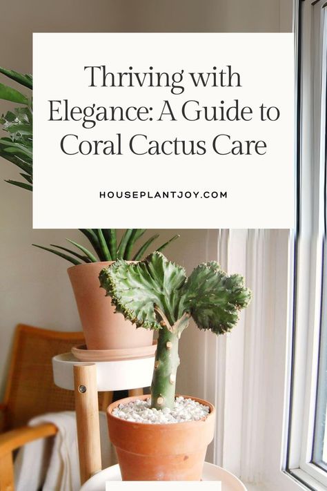 I’ve always loved the unique look of the Coral Cactus! 🌵✨ Its vibrant colors add something special to any room, but caring for it has been quite the journey. 🌿 #CoralCactus #PlantCare #UniquePlants #IndoorGardening #GreenLiving Coral Cactus, Cactus Care, The Coral, Unique Plants, Green Living, Plant Care, Cactus Plants, Something Special, The Journey