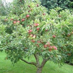 Apple tree in fruit. Honeycrisp Apple Tree, Apple Tree Care, Fruit Trees Backyard, Honeycrisp Apple, Fruit Tree Garden, Fruit Growing, Palm Tree Pictures, Growing Fruit Trees, Crabapple Tree