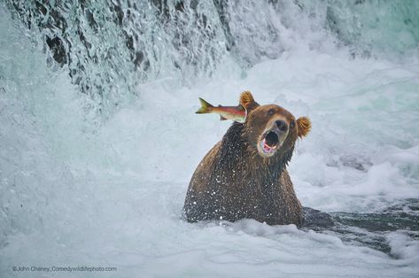 Comedy Wildlife Photo Awards 2022: Shortlist of Winners Sarus Crane, Proboscis Monkey, Comedy Wildlife Photography, Elephant Seal, Kampot, Affinity Photo, Funny Animal Photos, Photo Awards, Lion Cub