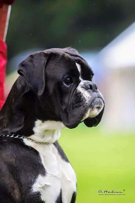 Boxer Aesthetic Dog, American Boxer Dog, White Boxer Puppy, Bulldog Boxer, Black And White Boxer Dogs, Boxer Dogs Funny, Dog White, Boxer Dogs Brindle, Cesar Millan