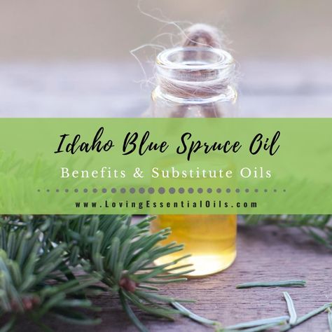 Lets explore the Idaho Blue Spruce Essential Oil benefits and uses! This conifer oil is known for its ability to support respiratory and relieve stress/tension. Idaho Blue Spruce Essential Oil, Fir Needle Essential Oil, Idaho Blue Spruce, Spruce Essential Oil, Oil Substitute, Juniper Essential Oil, Juniper Berry Essential Oil, Cypress Essential Oil, Pine Essential Oil