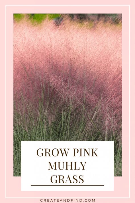 Everything you need to know about how to grow Pink Muhly Grass. What planting zones are best, conditions for watering, soil, and temperature, and more about this stunning ornamental grass. Pink Muhly Grass Ideas, Pampas Grass Landscape, Cotton Candy Grass, Low Maintenance Garden Plants, Ornamental Grass Landscape, Pink Muhly, Planting Zones, Small Trees For Garden, Trees For Front Yard