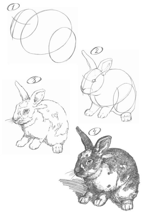 How to draw a rabbit. Step-by-step tutorial. How To Draw A Rabbit Step By Step Easy, How To Draw A Rabbit Step By Step, How To Draw Bunnies, Drawing Tutorial Animals, How To Draw A Bunny Step By Step, How To Draw A Rabbit, Rabbit Drawing Tutorial, How To Draw A Bunny, How To Draw Rabbit