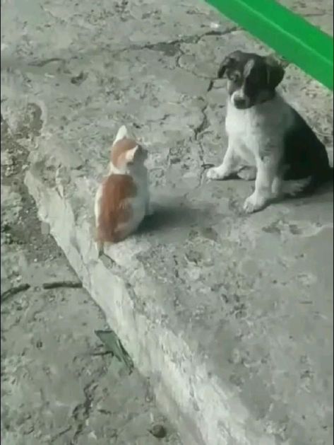 Puppies And Kitties, Animals Friendship, Funny Cats And Dogs, Cat And Dog, Cute Wild Animals, Funny Cute Cats, Cute Animal Pictures, Cute Cats And Dogs, Cats And Dogs