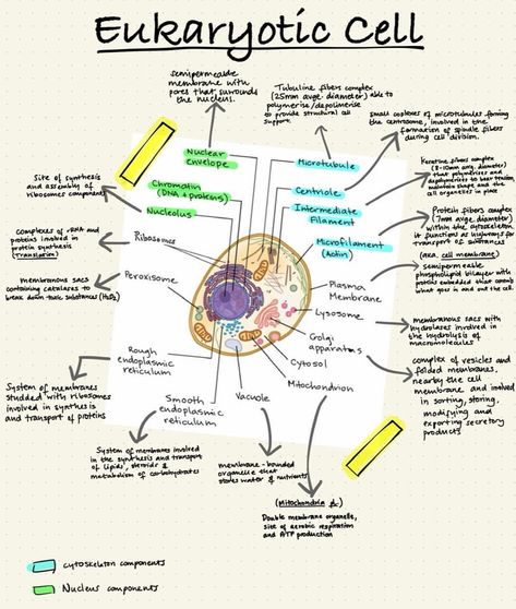 Eukaryotic Cell Notes, Zoology Notes, Cell Biology Notes, Biology Lesson Plans, Bio Notes, Science Cells, Biology Revision, Study Science, Ap Bio