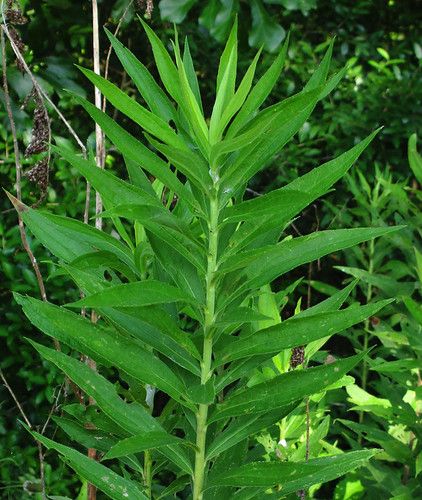 Goldenrod Flower, Raw Snacks, Diy Spices, Black Licorice, Herbal Magic, Wild Edibles, East Texas, Brown Paper Bag, Edible Plants