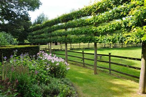 Plan Potager Permaculture, Living Fences, Espalier Fruit Trees, Orchard Garden, Living Fence, Garden Vines, Permaculture Design, Vertical Gardens, Acer Palmatum