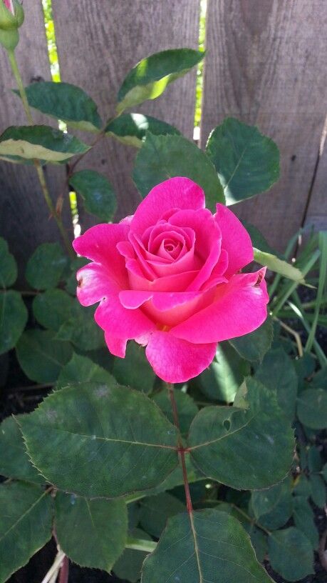 First bloom of Pink Peace Hybrid Tea Rose from bareroot. Very bright pink with a silvery sheen that glows, with a perfume like fragrance. Hybrid Tea Rose, Big Yard, Hybrid Tea Roses, Tea Rose, Mothers Love, Dream Garden, Beautiful Roses, Bright Pink, Gold Ring