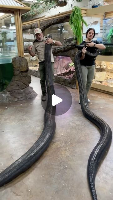 The Reptile Zoo on Instagram: "FAMILY IS EVERYTHING🙌 We may but heads a lot of the time but that doesn’t mean we care any less about each other😅 Thanks Dad for showing there are no such thing things as excuses 😁 I would not be who I am today without ya and I would NEVER change a thing!!😁 
•
•
•
•
#family #fun #beautiful #friend #cool #video #moments #wild #wildlife #have #work #learn #best #job #giant #snakes #beautiful #amazing #animals #long #snake #python #insta #reels #reelsinstagram #reelitfeelit #insta #instagram #inatagood #instadaily #instalike #instalike" Snake Enclosure Ideas, Snake Room, Reptile Zoo, Insta Reels, Long Snake, Pet Snake, Best Job, Instagram Family, Family Is Everything