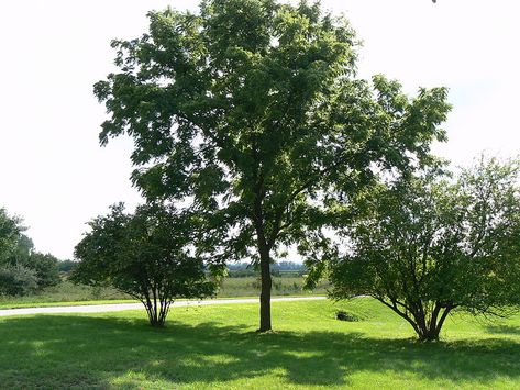 Money Does Grow on Trees Juglans Nigra, Black Walnut Tree, Walnut Tree, Fast Growing Trees, Tree Seeds, Chelsea Flower, Chelsea Flower Show, Growing Tree, Flower Show