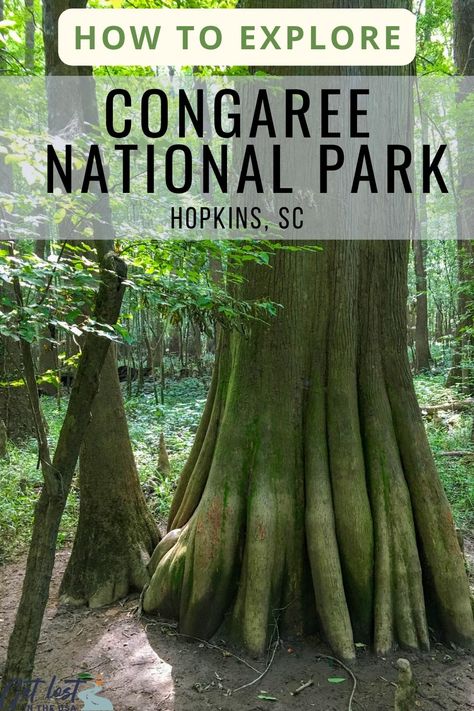 Congaree National Park is a unique gem among America's national parks. It's lesser known, so it's one of the least visited, but it has something no other park has. Here's how to explore it by land and/or water. National Park Passport, Congaree National Park, Forest Falls, Bald Cypress, Backcountry Camping, Cedar Creek, Usa Travel, The Visitors, Hidden Treasures