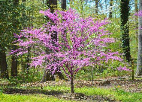 Japanese Magnolia Tree, Eastern Redbud Tree, Eastern Redbud, Redbud Tree, Red Bud, Magnolia Trees, Ornamental Trees, Rosy Pink, Pink Blossom