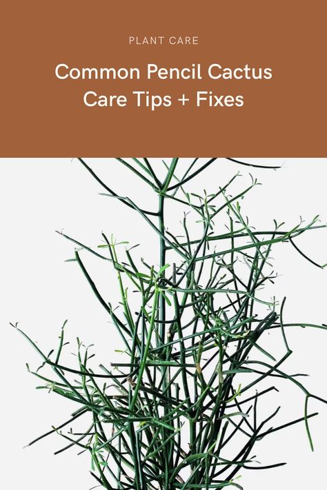 Is your Pencil Cactus looking a little worse for wear? This informative guide covers all potential issues that your Pencil Cactus may face, including pests, diseases, and environmental factors, along with specific steps to treat and prevent these problems. Don't let common problems like root rot or mealybugs bring down your Pencil Cactus - read this article and learn how to protect your precious plant today! Plant Shed, Pencil Cactus, Cactus Leaves, Cactus Care, Root Rot, Environmental Factors, House Plant Care, How To Protect Yourself, Yellow Leaves