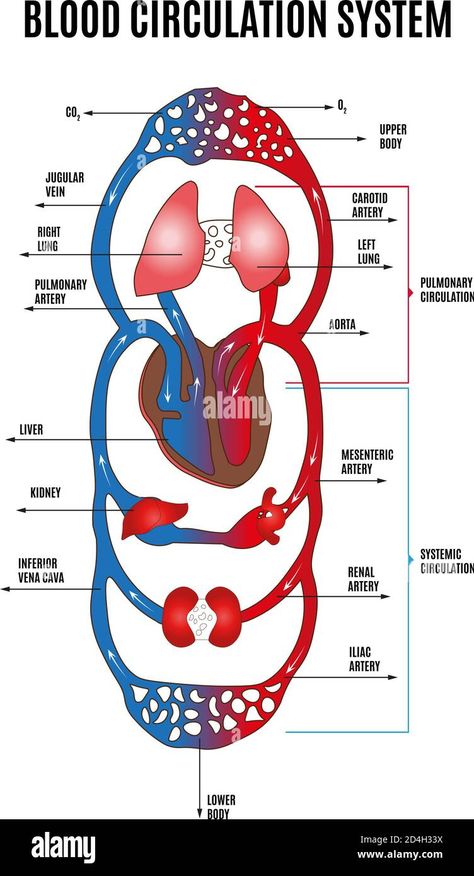 Blood Circulation Diagram, Circulatory System Diagram, Circulation Diagram, Human Circulatory System, Anatomy Study, Circulatory System, Medical Knowledge, Blood Circulation, Blood Flow