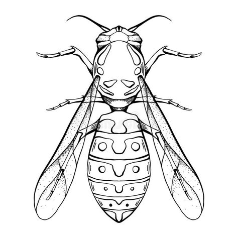 Contour sketch of a wasp with a top view on a white background. Flying insect. Vector outline object vector illustration Insect Patchwork Tattoo, Wasp Sketch, Bug Line Art, Insect Outline, Wasp Illustration, Wasp Drawing, Insect Sketch, Insects Drawing, Wasp Tattoo