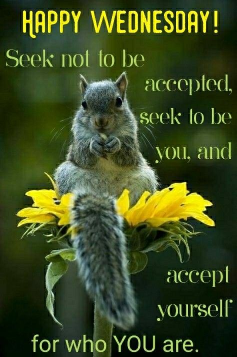 Good Morning! Happy Wednesday! 'Seek not to be accepted, seek to be you, and accept yourself for who you are.' #goodmorning #goodmorningpost #good #blessing #morningpost #morning #happy #gm #gmw #flower #wednesdayshare #wednesday #wednesdaywisdom #happywednesday #morningmotivation #squirrel #wednesdays #grind #riseandshine #riseandgrind #motivate #others #inspire #motivational Squirrel Pictures, Regnul Animal, Woodland Walk, Cute Squirrel, A Squirrel, Cute Animal Pictures, Cute Creatures, Sweet Animals, Squirrels