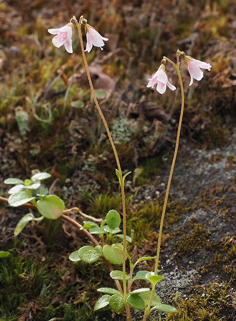 Linnea Borealis Tattoo, Linnea Flower Tattoo, Linnea Borealis, Alaskan Flowers, Linnea Flower, Linnaea Borealis, Twin Flower, M Tattoos, Alpine Flowers