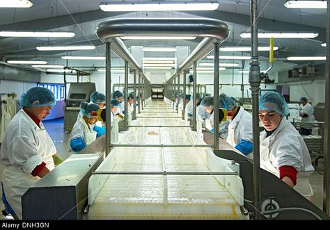 Islanssaga Fish Processing Factory, Cod Fishing, Vestfirdir Stock ... Fish Factory, Fishermans Wharf, Cod Fish, Iceland, Fishing, Stock Images, Resolution, Fish, Stock Photos