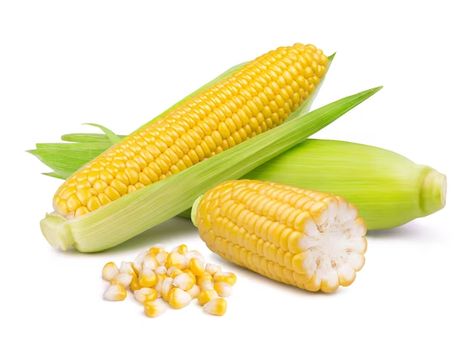 Premium Photo | Ripe sweet ear of corn and grains isolated Corn Grain, Ear Of Corn, Ears Of Corn, Psd Files, Premium Photo, Corn, Free Download, Stock Photos