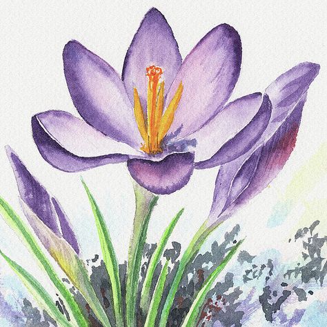 Crocus Flower, Flower Close Up, Watercolor Flower Art, Watercolor Painting Techniques, Spring Painting, Watercolor Flowers Paintings, Watercolor Paintings Tutorials, Botanical Painting, Color Pencil Art