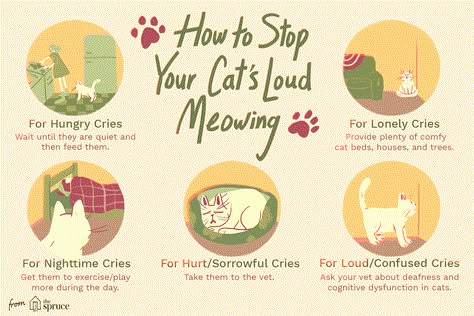 How To Take Care Of Cats, Cat Care Routine, How To Take Care Of A Cat, Cat Owner Hacks, Cat Meowing, Kitty Care, Cat Advice, Cat Information, Getting A Kitten