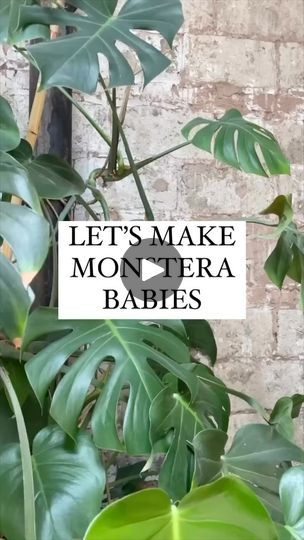 128K views · 1K reactions | Feeling nervous to chop your Monstera?! Don’t be. Babymaking is a natural part of plant parenthood. It’s nothing to be scared of.

Step 1: Find a healthy stem & cut just below the node (aka where the leaf stems from).

Step 2: Divide the vine into sections with one leaf and one node per section! More sections means more plants!

Step 3: Add water mixed with Plant Food (.25 ml per gallon of water). Comment FOOD for a link to my favorite fertilizer!

Congrats, you did it! Now sit back and watch those roots grow. Gosh, I love water propagation.

Have questions or just need another push to give propagation a try? Let me know in the comments!

#monstera #houseplant #propagation #propagationstation #growingseason #plantbabies | Happy Happy Houseplant | Eric Carmen · H Monstera Houseplant, Part Of Plant, Houseplant Propagation, Plant Parenthood, Eric Carmen, Water Propagation, Feeling Nervous, Water Mixes, Gallon Of Water