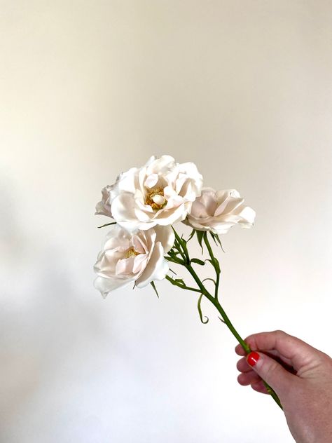 White Majolica Spray Roses, Majolica Spray Rose, Spray Roses, Roses, Spray, Flowers, Floral, White