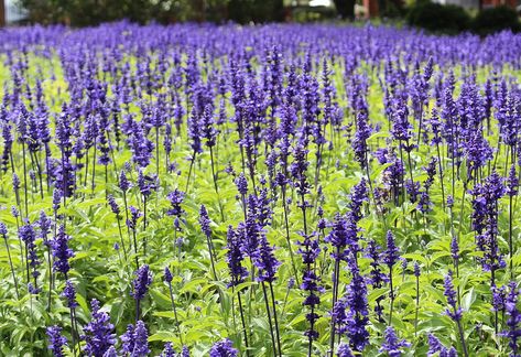 Native Plants of Ontario You Should Grow in Your Garden | Eising Greenhouse and Garden Centre, Norfolk County, Ontario Ontario Wildflowers Native Plants, Ontario Perennial Garden, Native Ontario Garden, Ontario Landscaping Ideas, Native Ontario Plants, Ontario Native Plant Garden, Ontario Garden Ideas, Chipmunk Repellent, Ontario Flowers