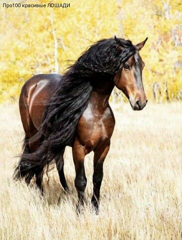 Beautiful Horse Pictures, Andalusian Horse, Most Beautiful Horses, Friesian Horse, Majestic Horse, Horses And Dogs, Horse Crazy, Horse Equestrian, Cute Horses