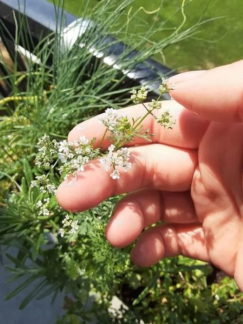 Growing Cilantro Outdoors, Pruning Cilantro, How To Grow Cilantro, How To Harvest Cilantro, Growing Cabbage, Cilantro Plant, Cilantro Seeds, Growing Cilantro, Slow Flower